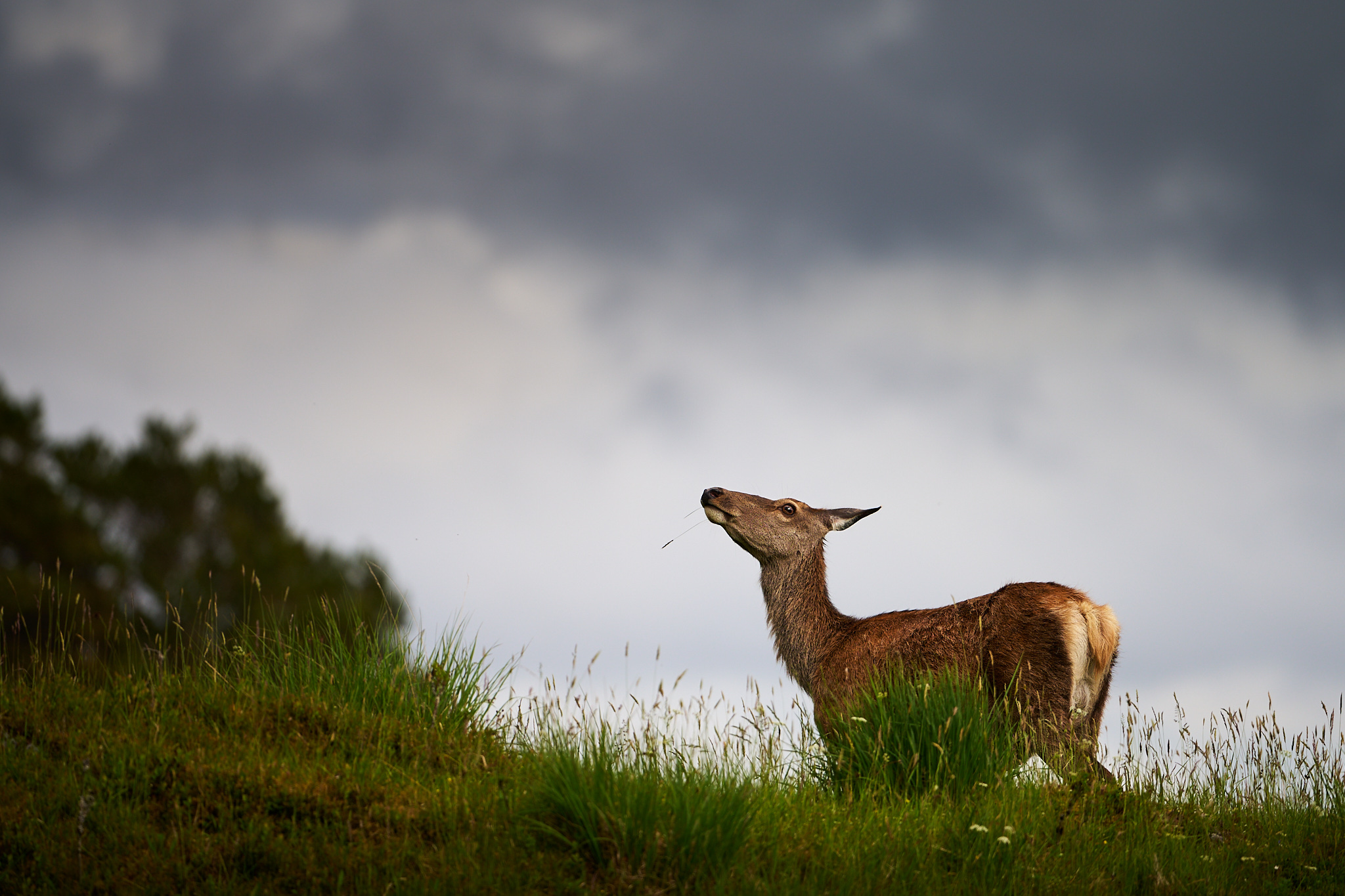 Red Deer catching my scent